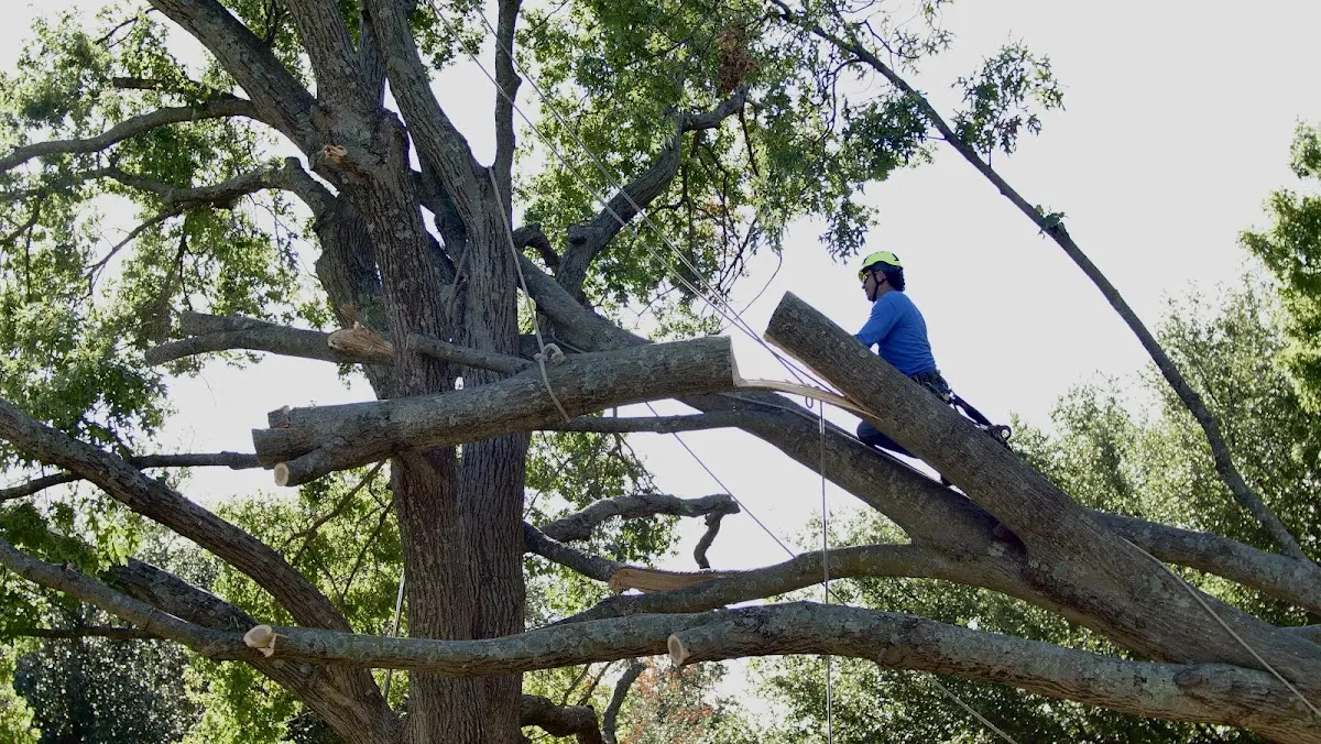 Professional Hazardous Tree Removal performed by certified arborists in Bertram