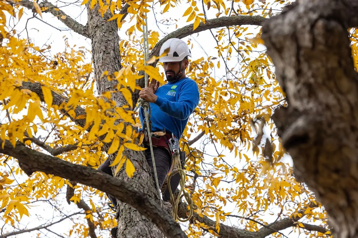 Skilled Emergency Tree Service crew working in Bertram